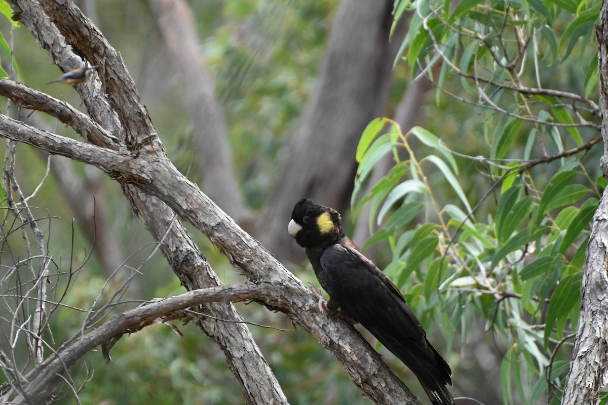 Yellow-tailed Black-Cockatoo - ML620818180