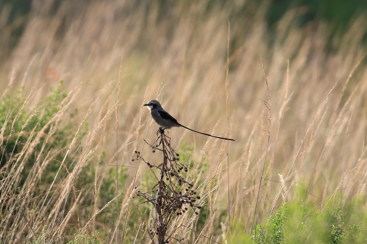 Streamer-tailed Tyrant - ML620818181