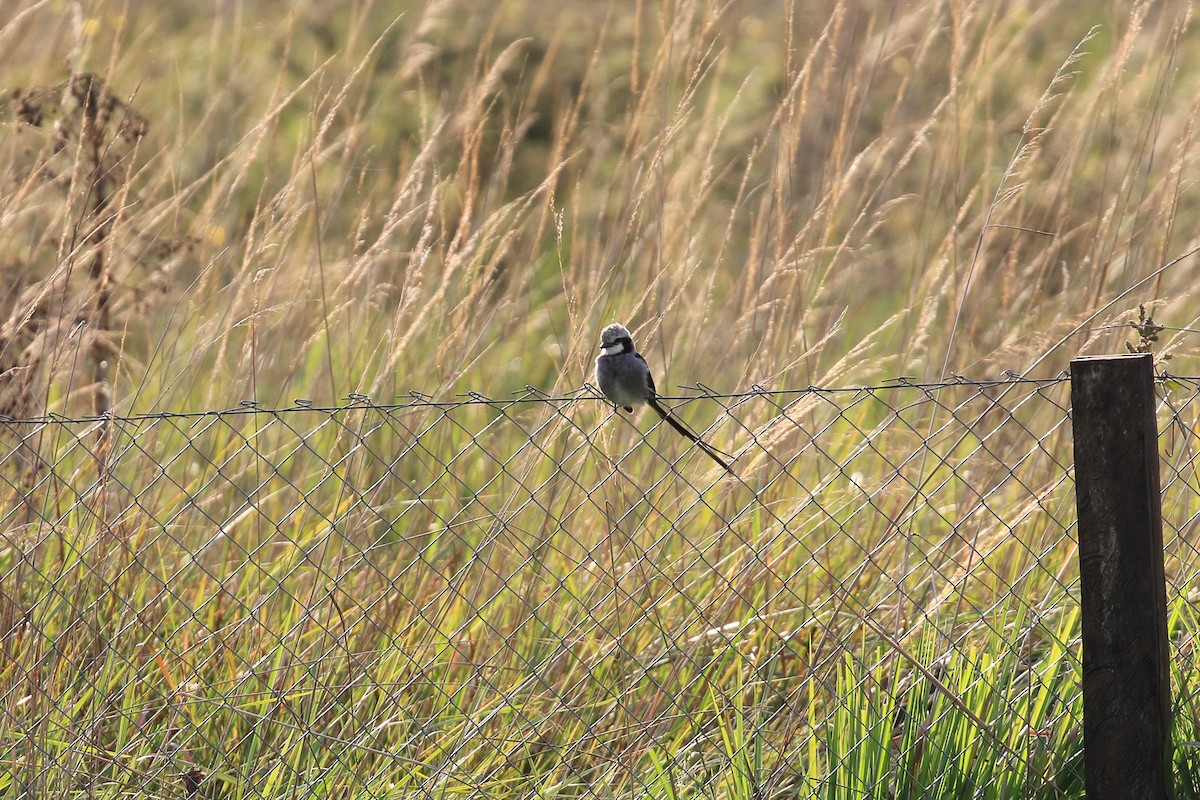 Streamer-tailed Tyrant - ML620818184