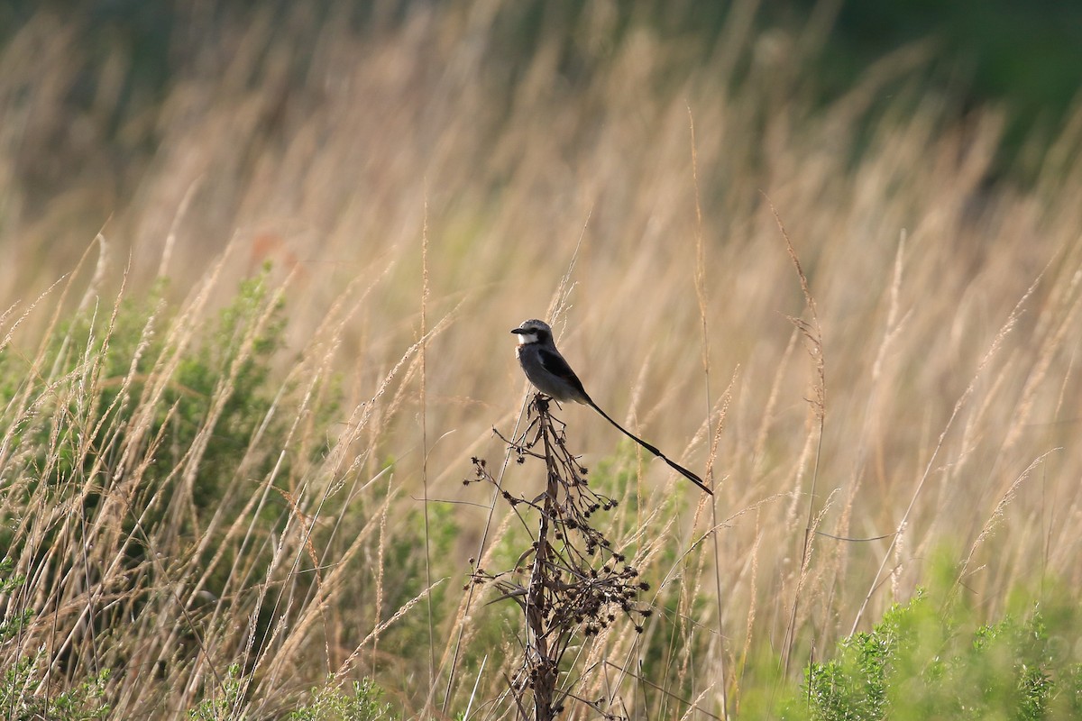 Streamer-tailed Tyrant - ML620818185