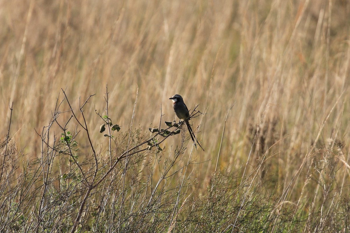 Streamer-tailed Tyrant - ML620818186