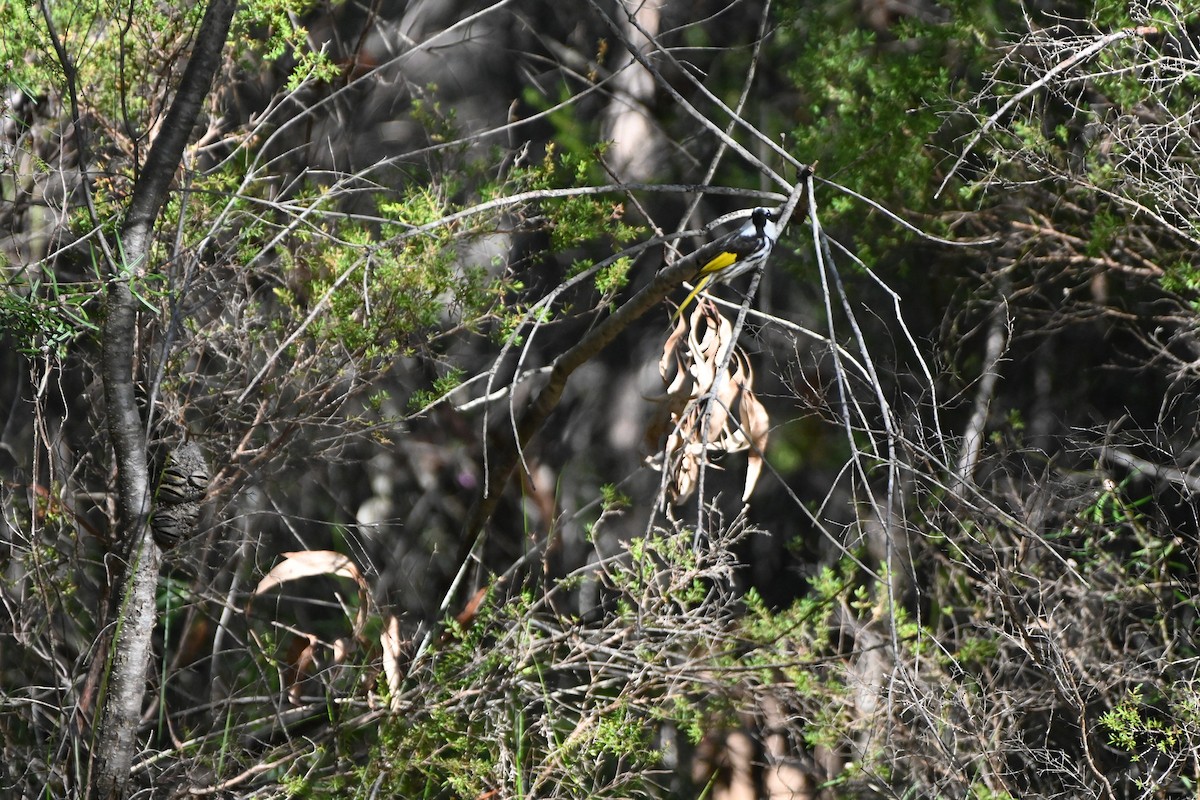 White-cheeked Honeyeater - ML620818187