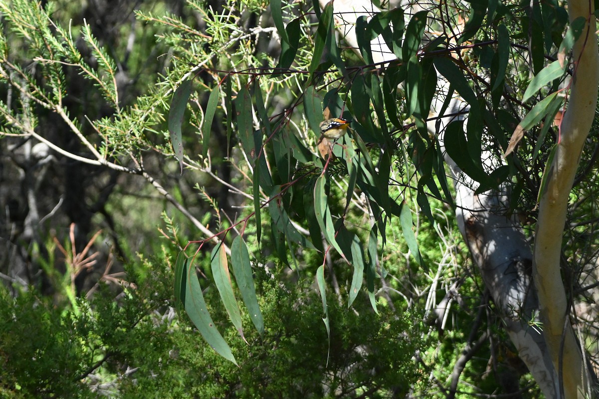 Fleckenpanthervogel - ML620818189