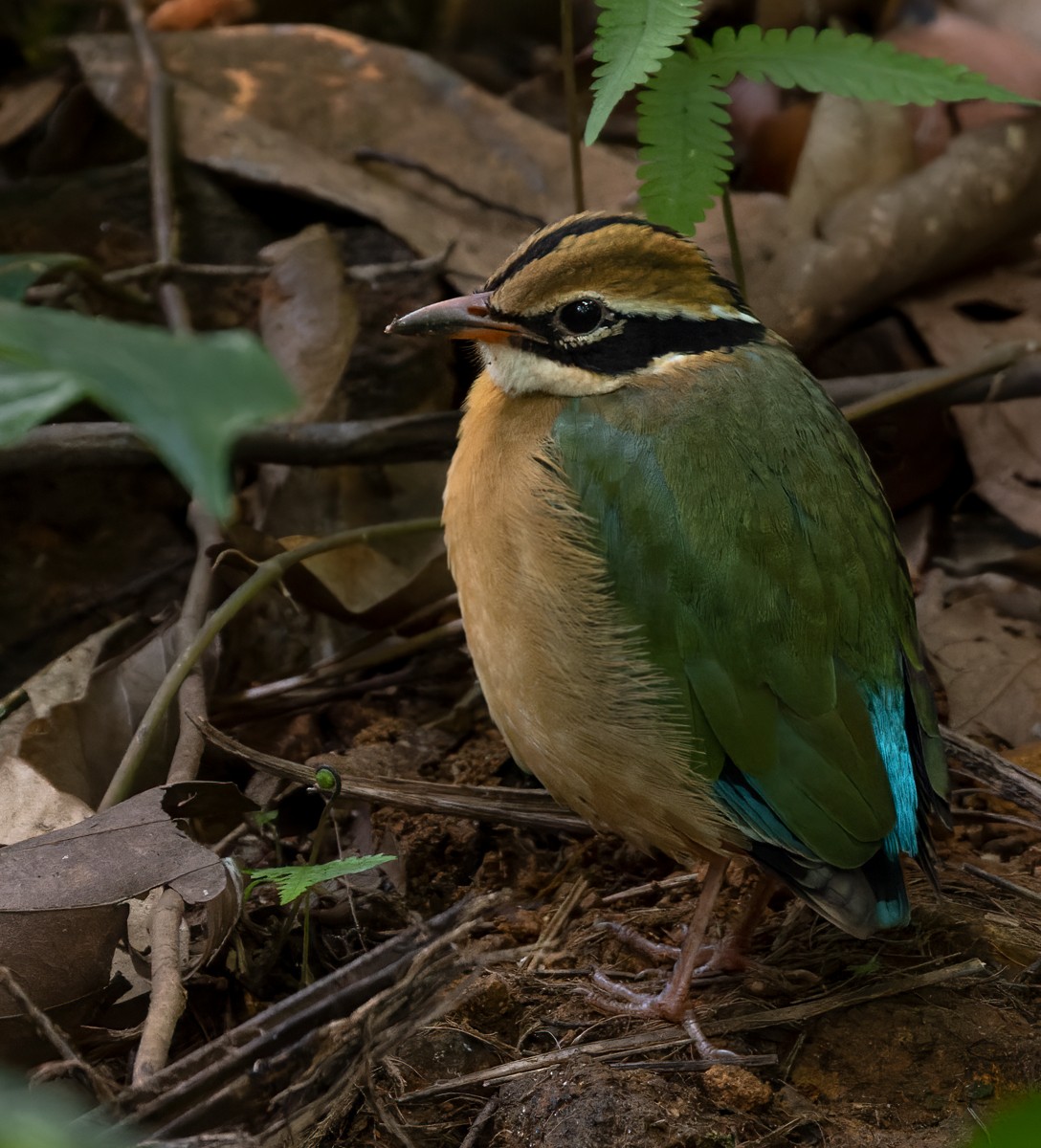 インドヤイロチョウ - ML620818194