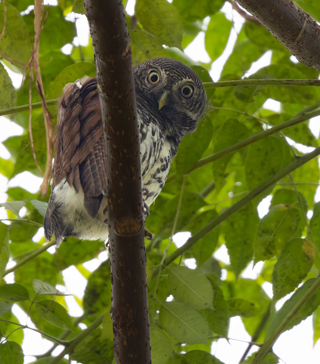 Chestnut-backed Owlet - ML620818197