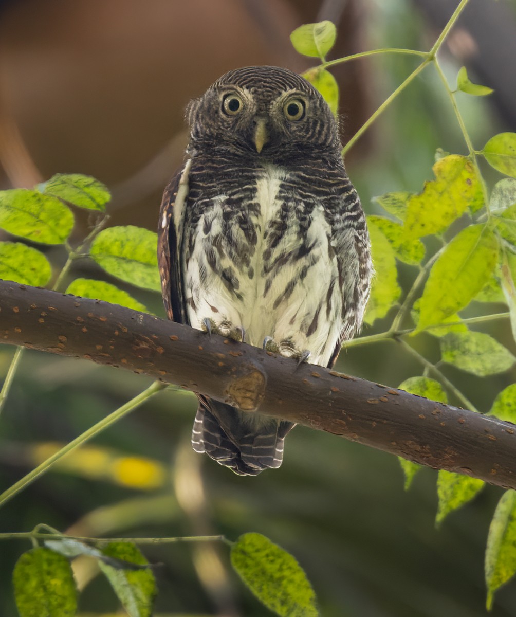 Chestnut-backed Owlet - Lars Petersson | My World of Bird Photography