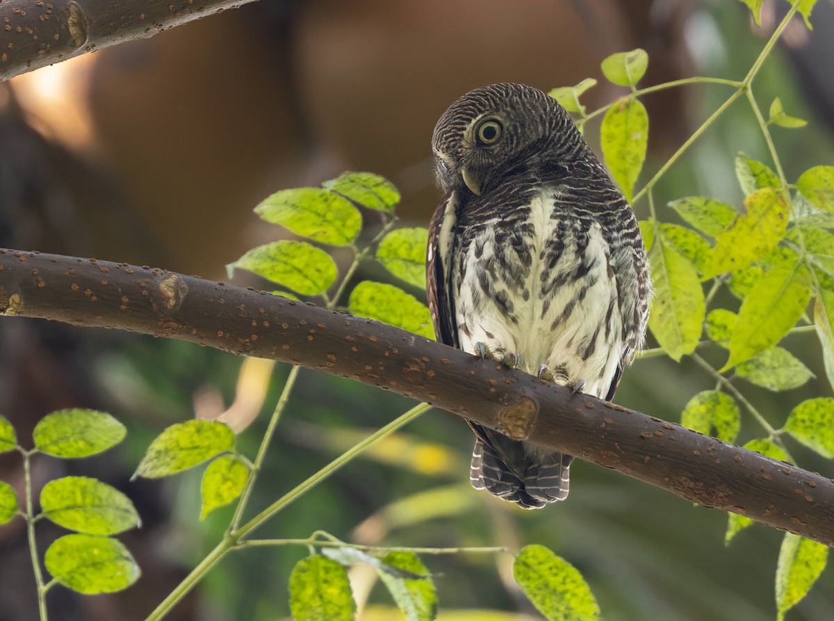 Chestnut-backed Owlet - ML620818199