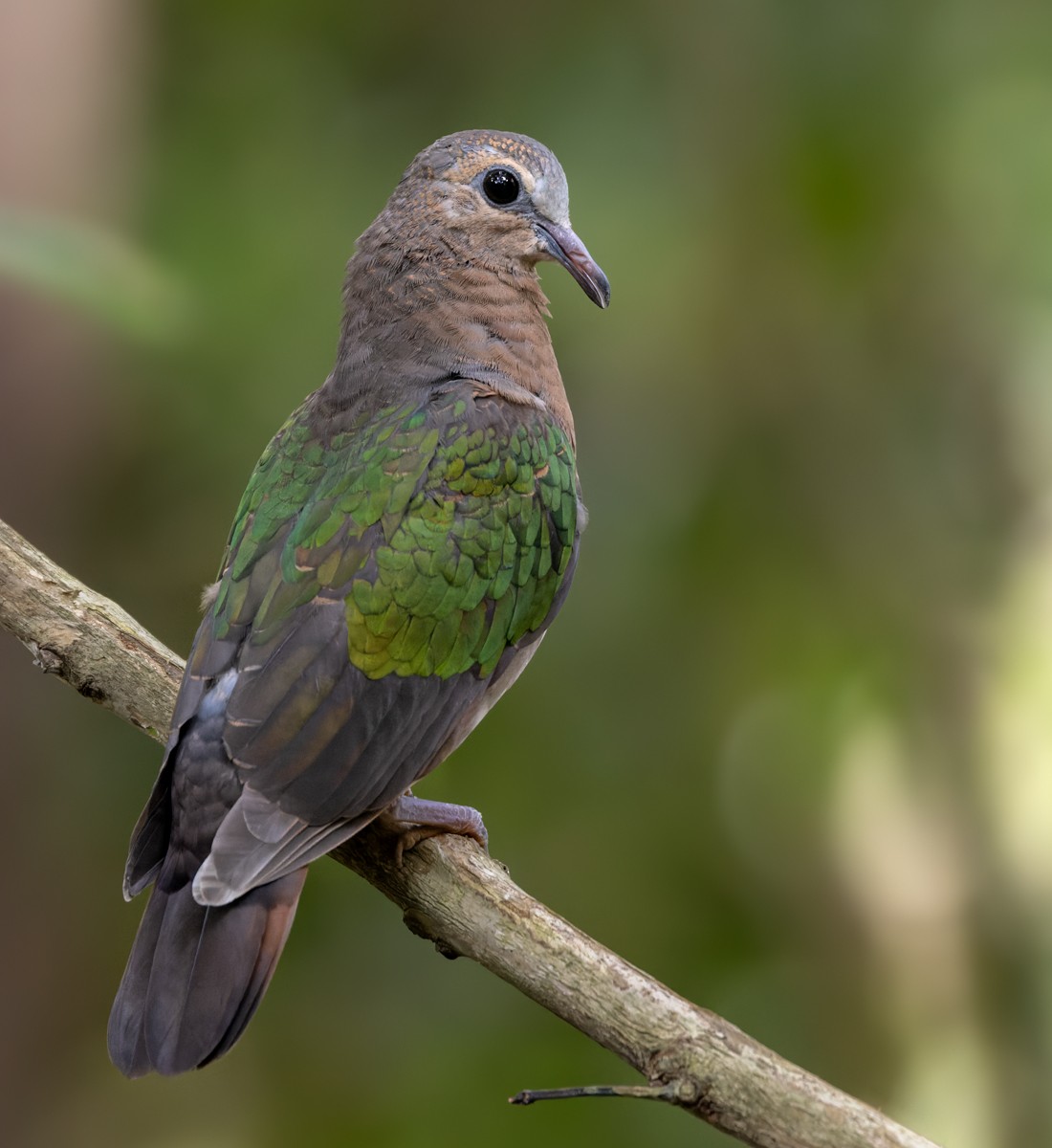 Asian Emerald Dove - ML620818200