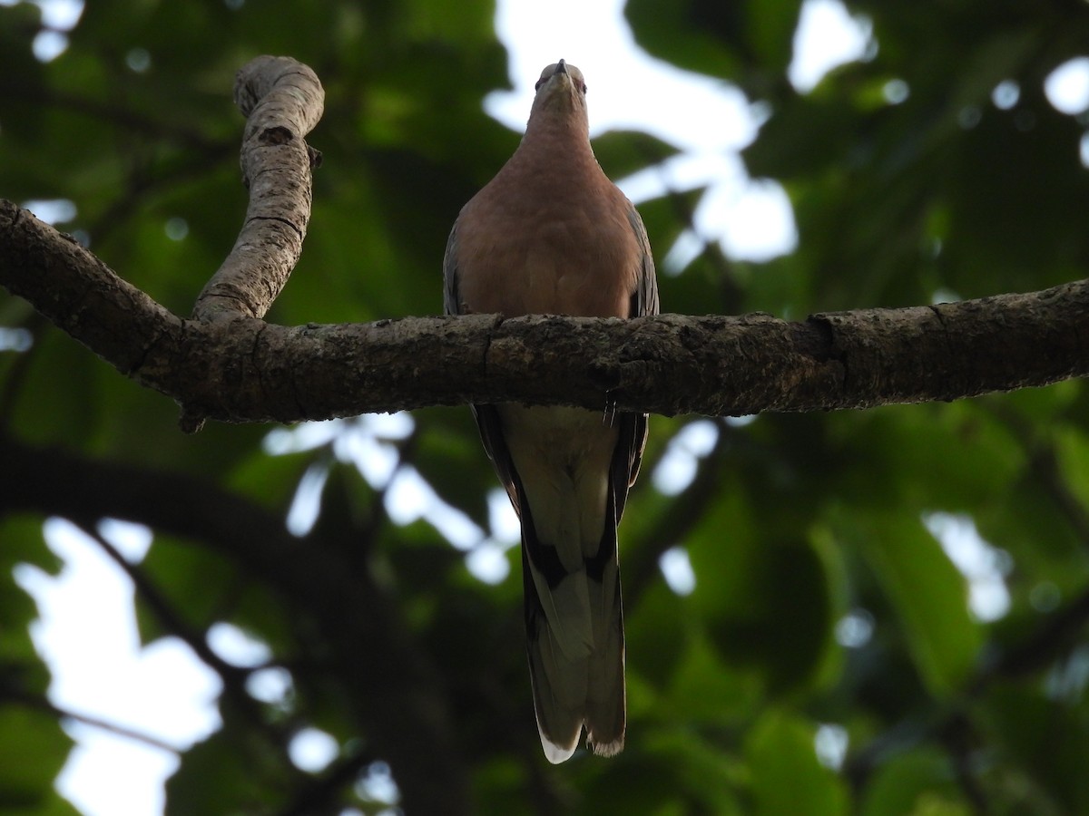 珠頸斑鳩 - ML620818201