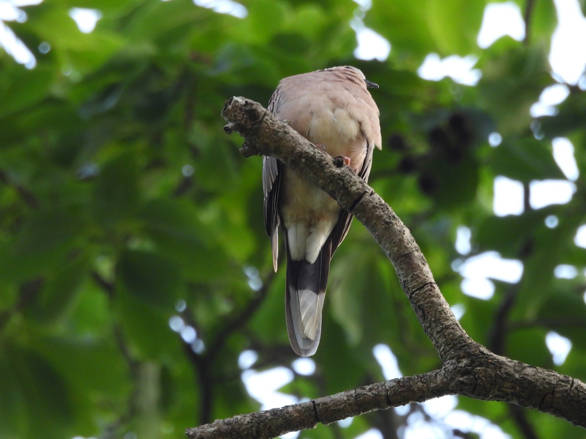 Spotted Dove - ML620818202