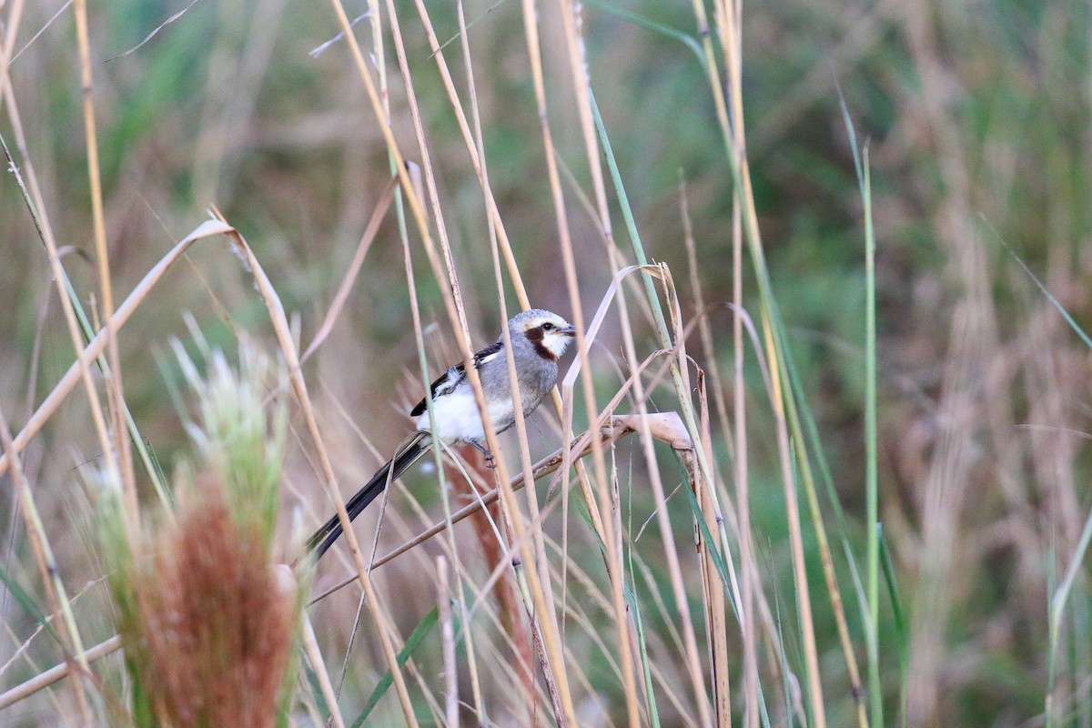 Streamer-tailed Tyrant - ML620818205