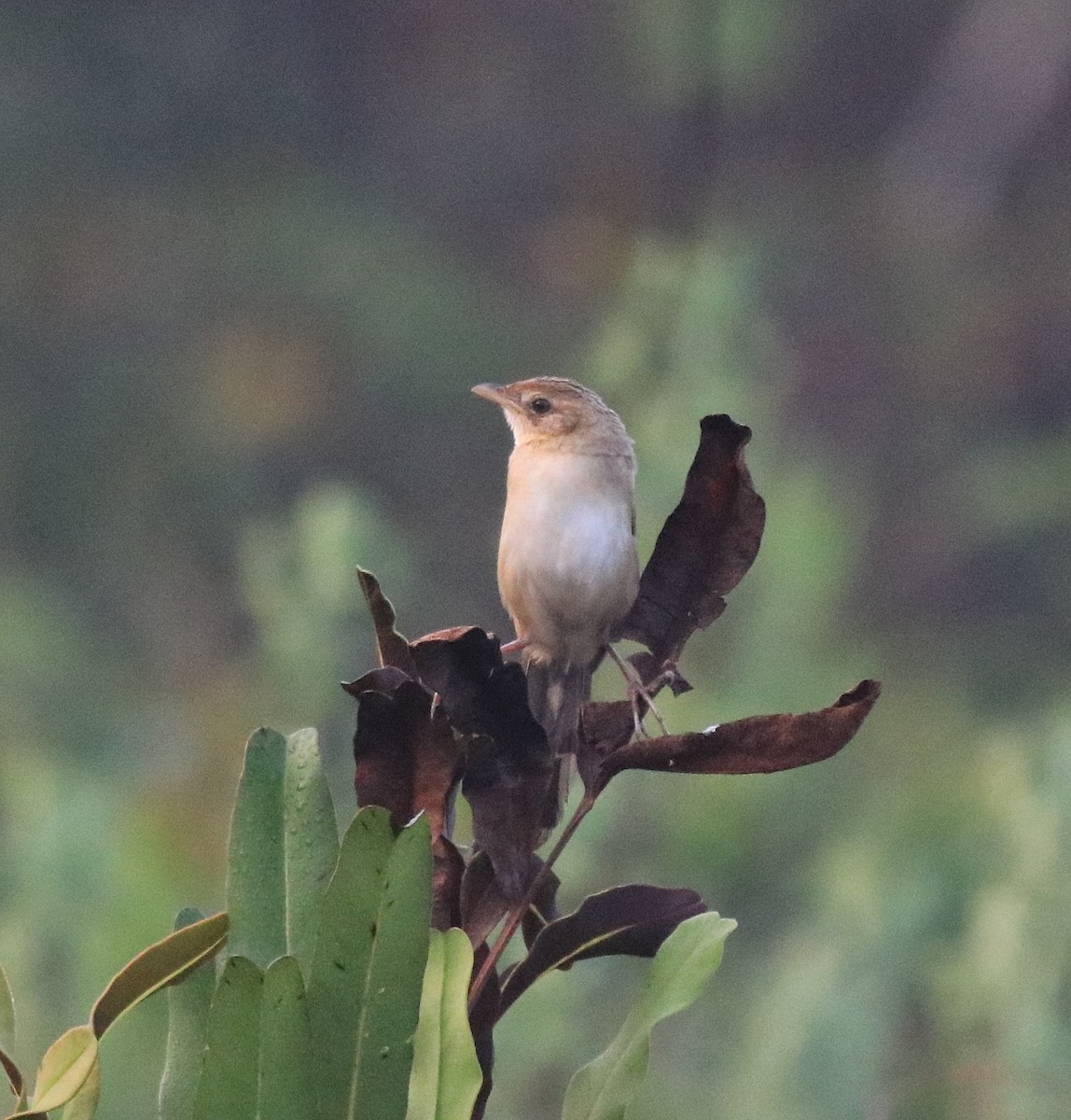 Bristled Grassbird - ML620818215