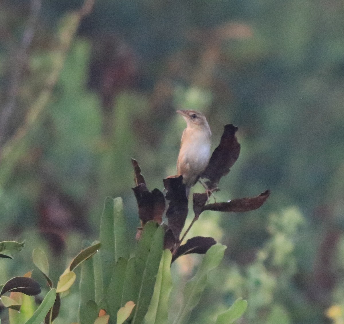 Bristled Grassbird - Afsar Nayakkan