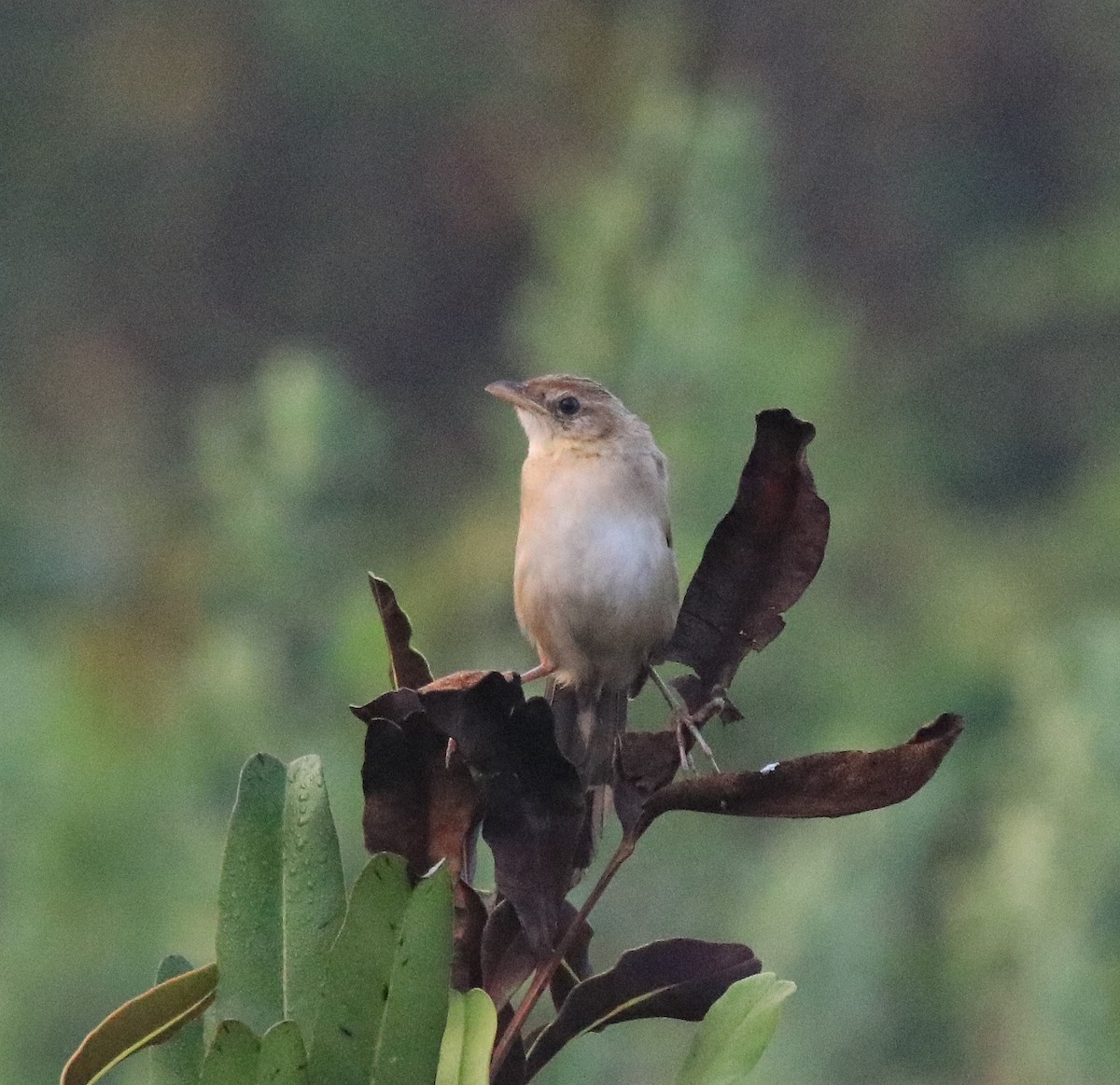 Bristled Grassbird - ML620818218