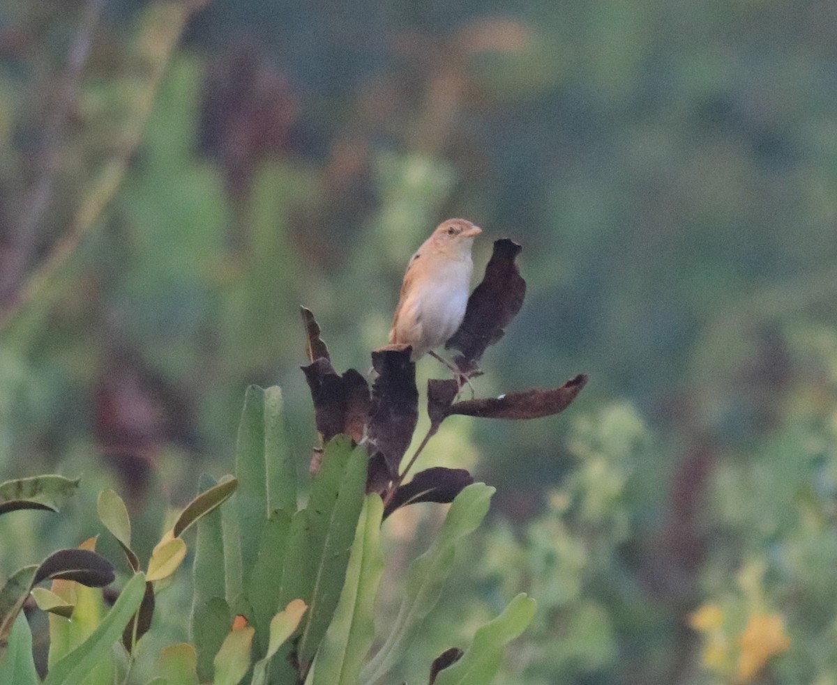 Bristled Grassbird - ML620818219