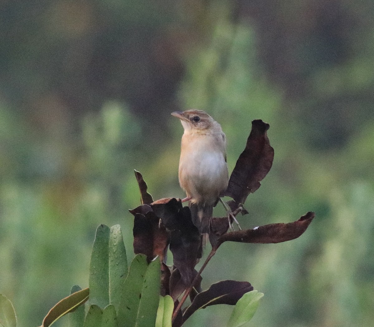 Bristled Grassbird - ML620818220