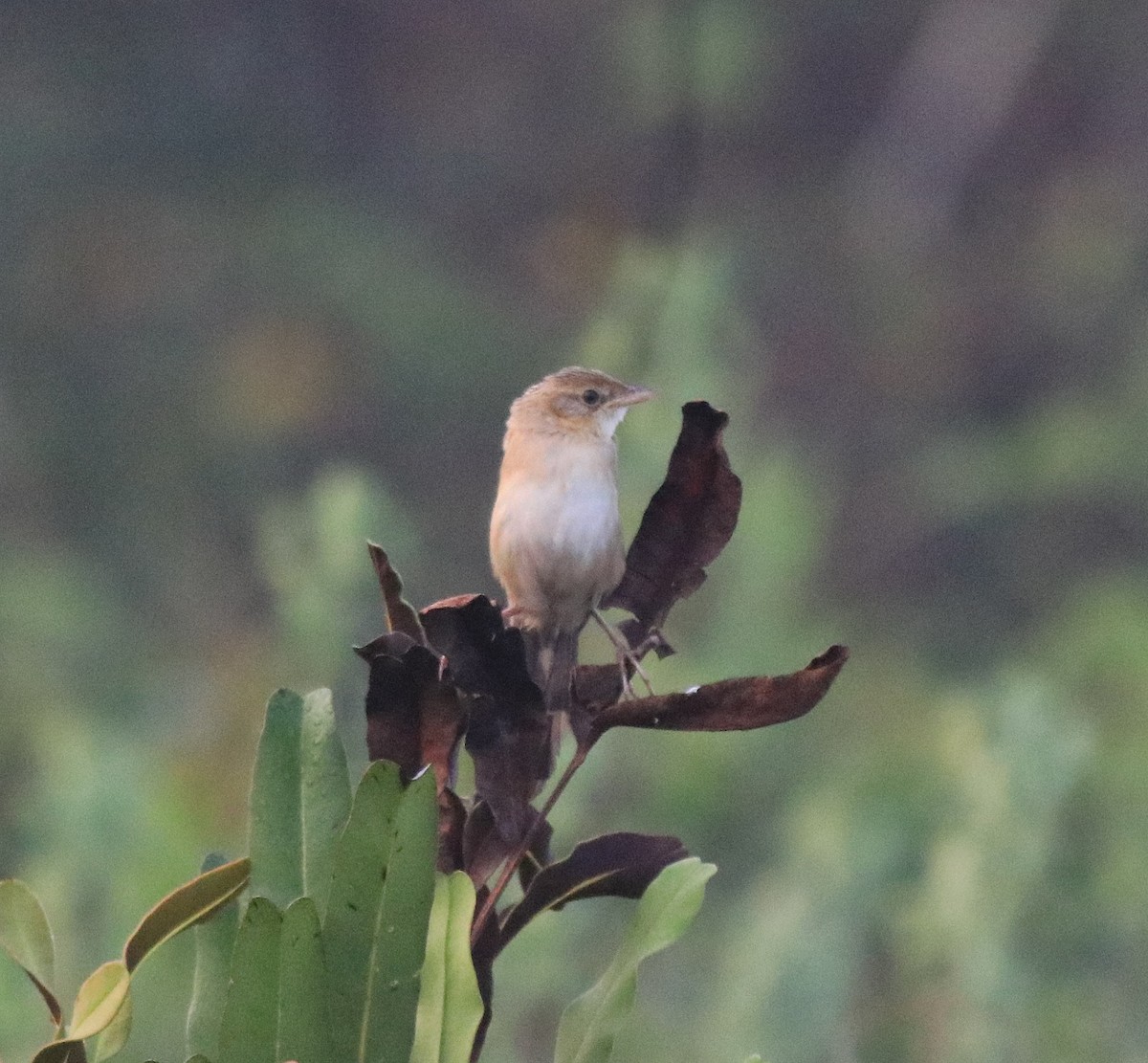 Bristled Grassbird - ML620818221