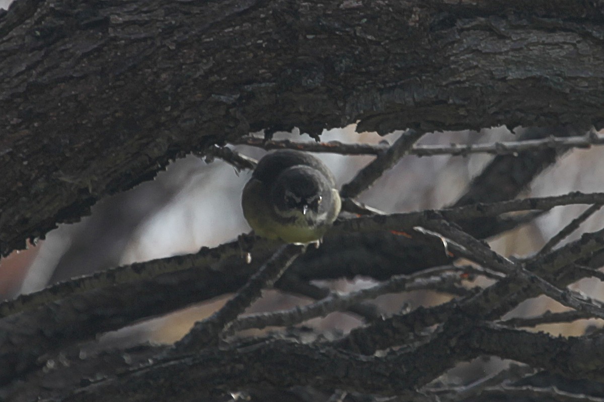 White-browed Scrubwren - ML620818229