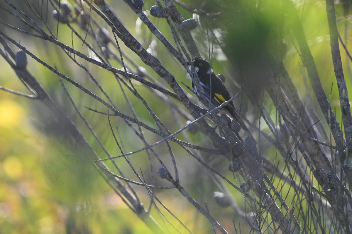 New Holland Honeyeater - ML620818235