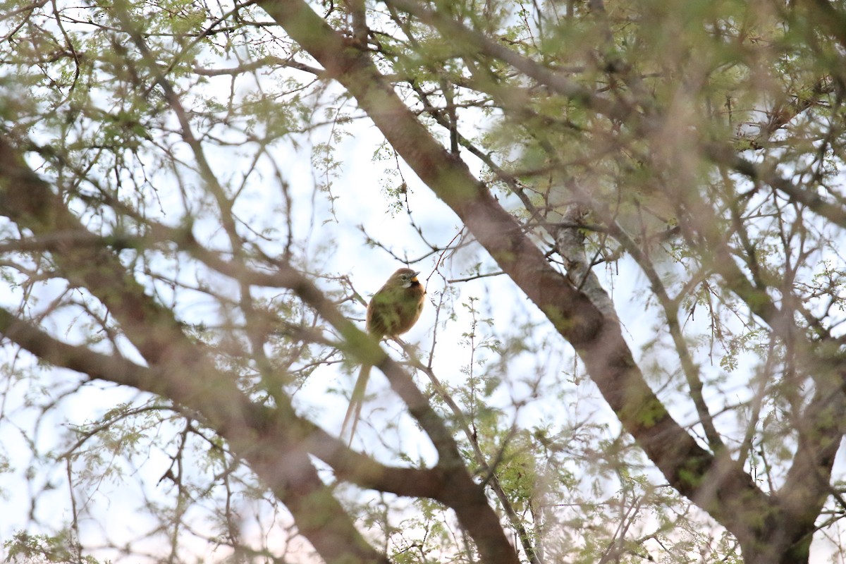 Chotoy Spinetail - ML620818240