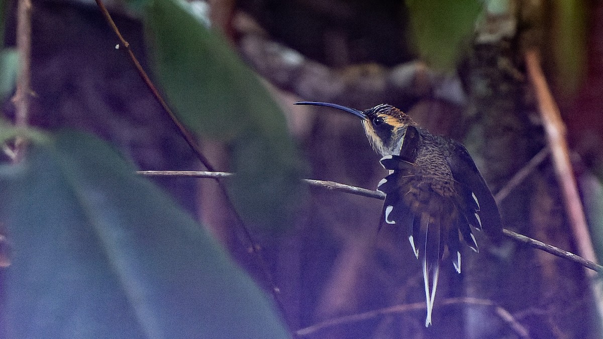 Scale-throated Hermit - ML620818241