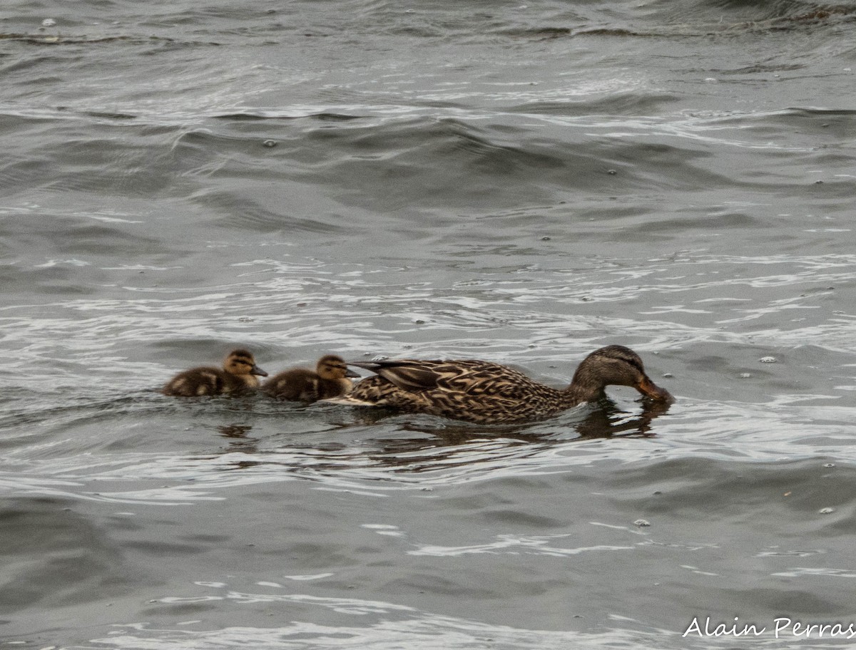 Canard colvert - ML620818242