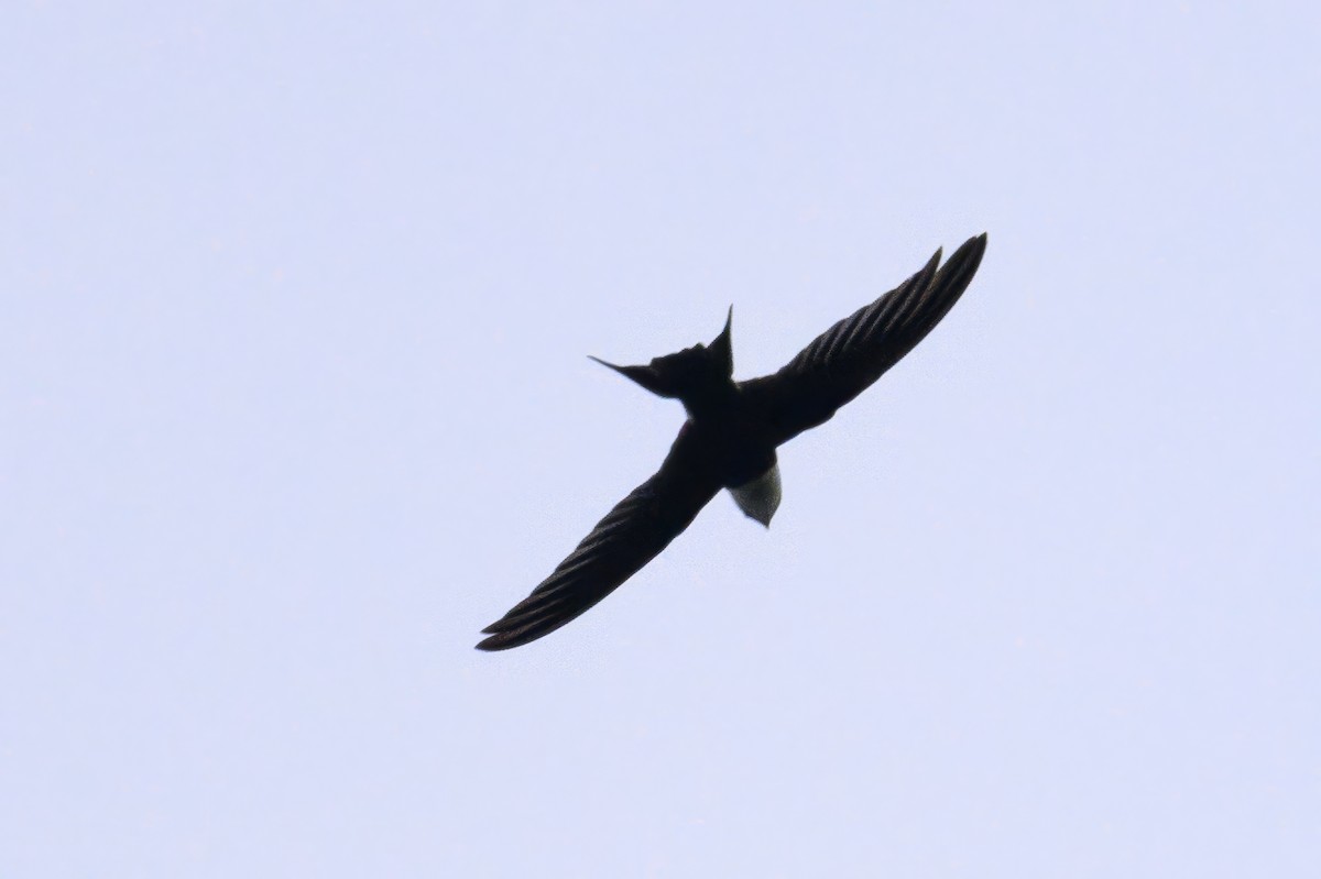 Lesser Swallow-tailed Swift - ML620818243