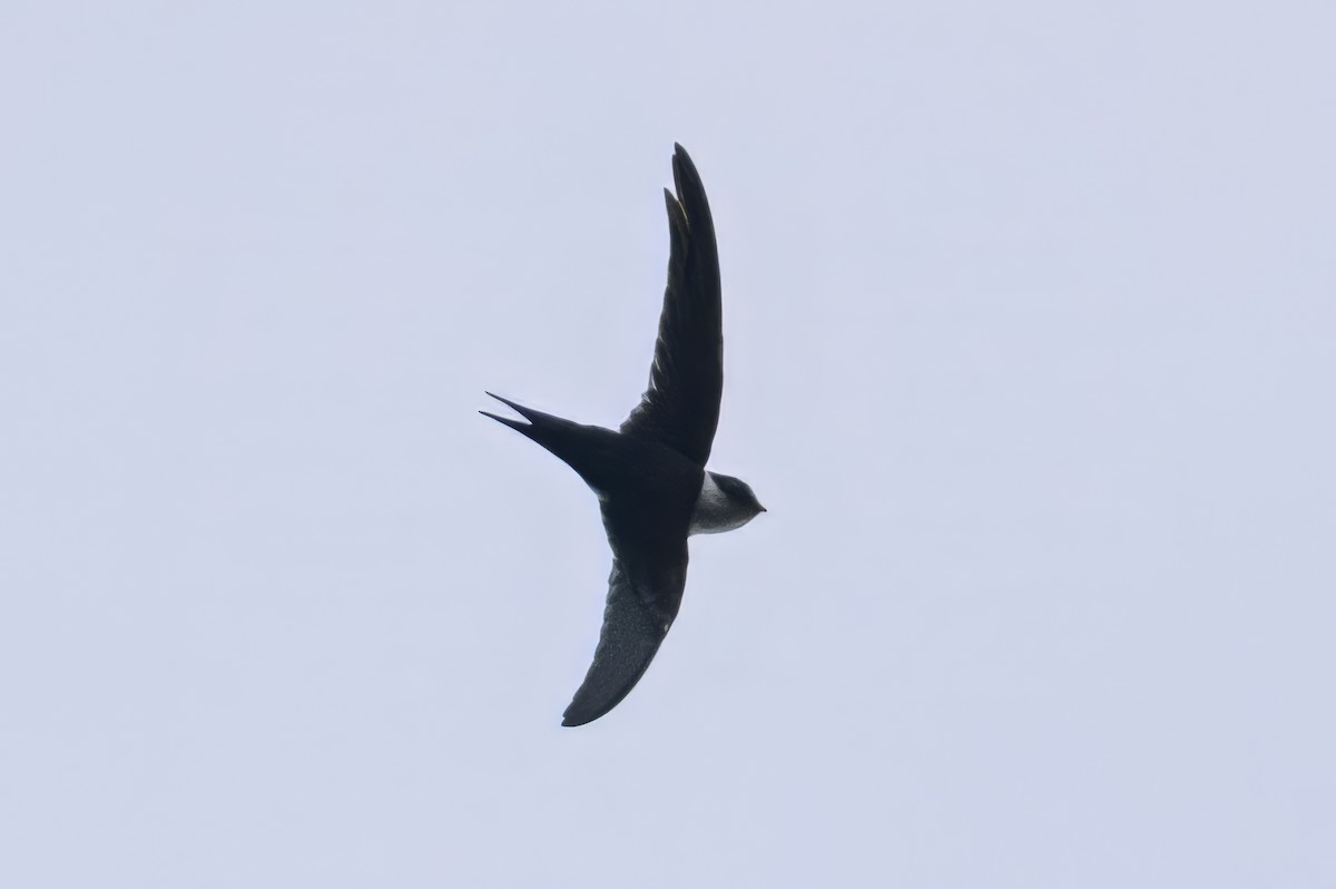 Lesser Swallow-tailed Swift - ML620818244