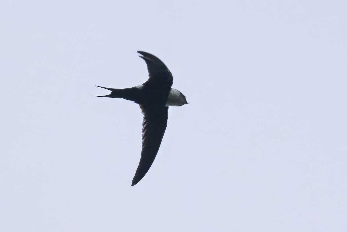 Lesser Swallow-tailed Swift - ML620818245