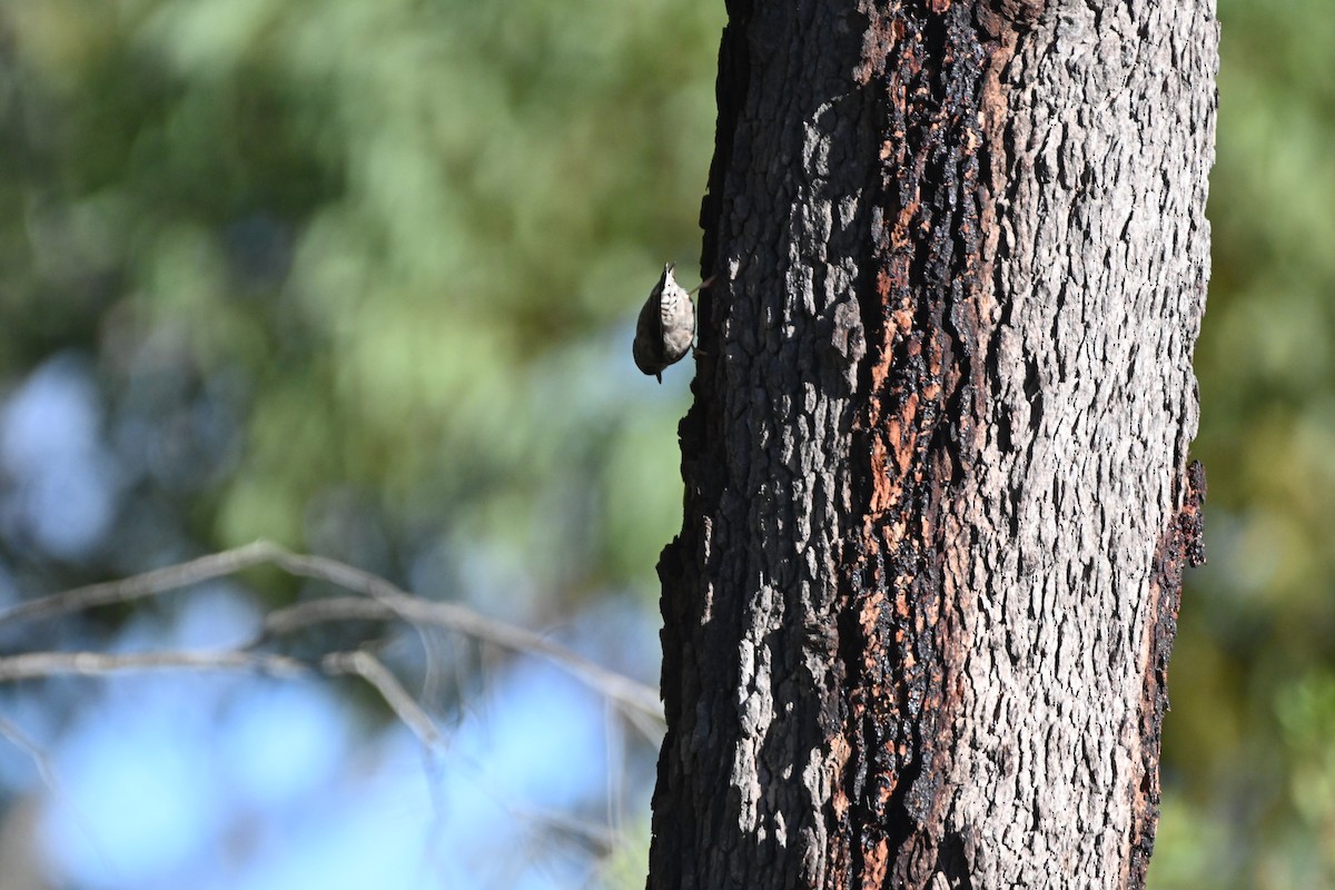 Varied Sittella - ML620818251