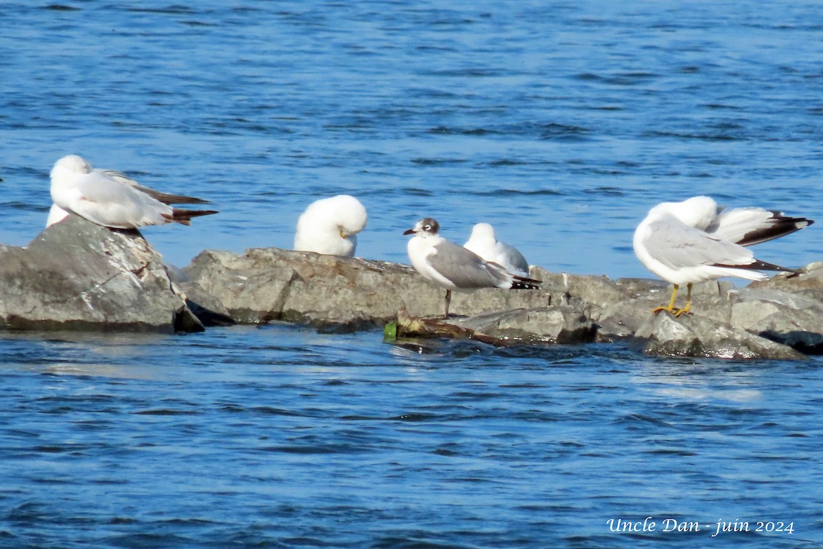 Franklin's Gull - ML620818252