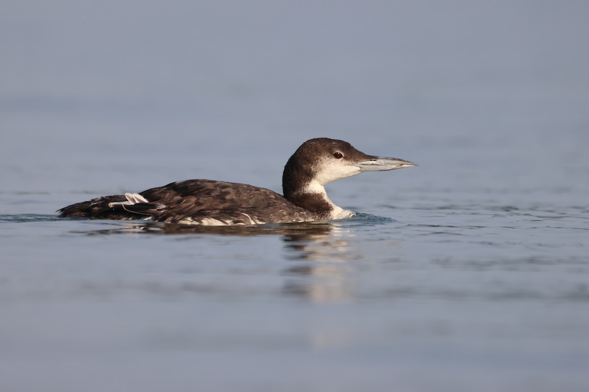 Common Loon - ML620818254
