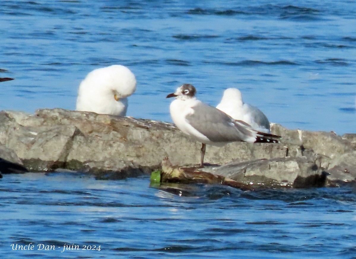 Franklin's Gull - ML620818256