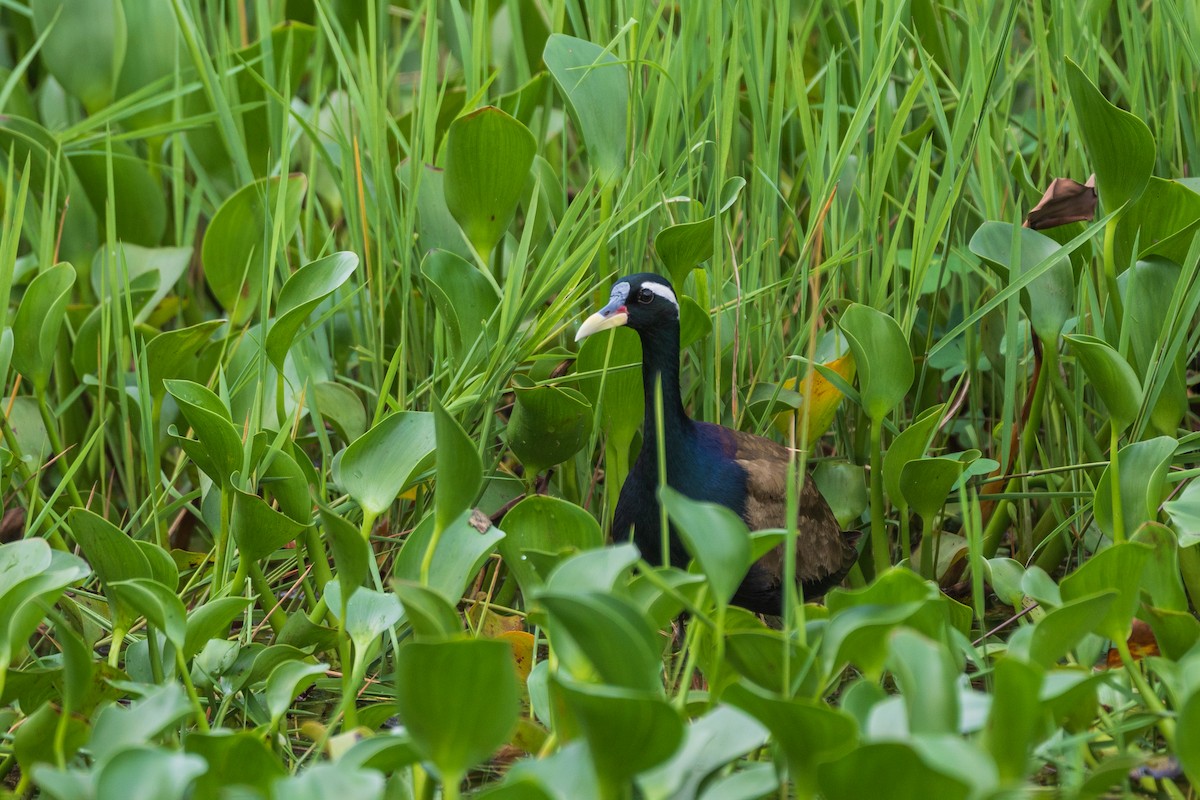 Bronze-winged Jacana - ML620818257