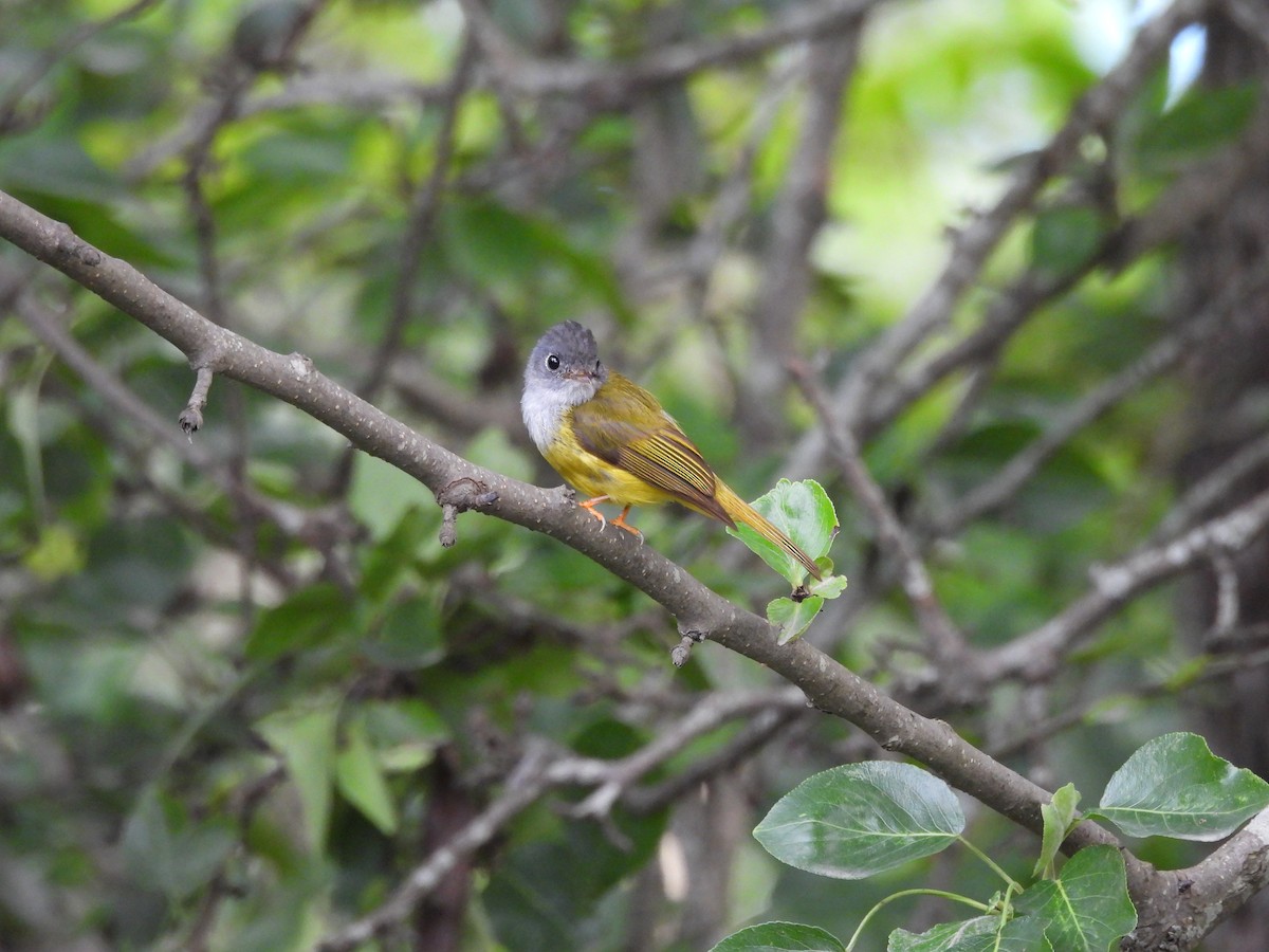 Gray-headed Canary-Flycatcher - ML620818259