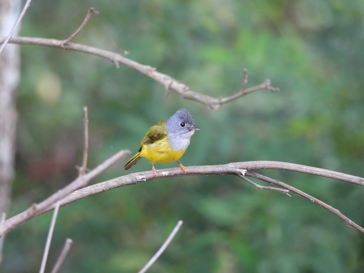 Gray-headed Canary-Flycatcher - ML620818260