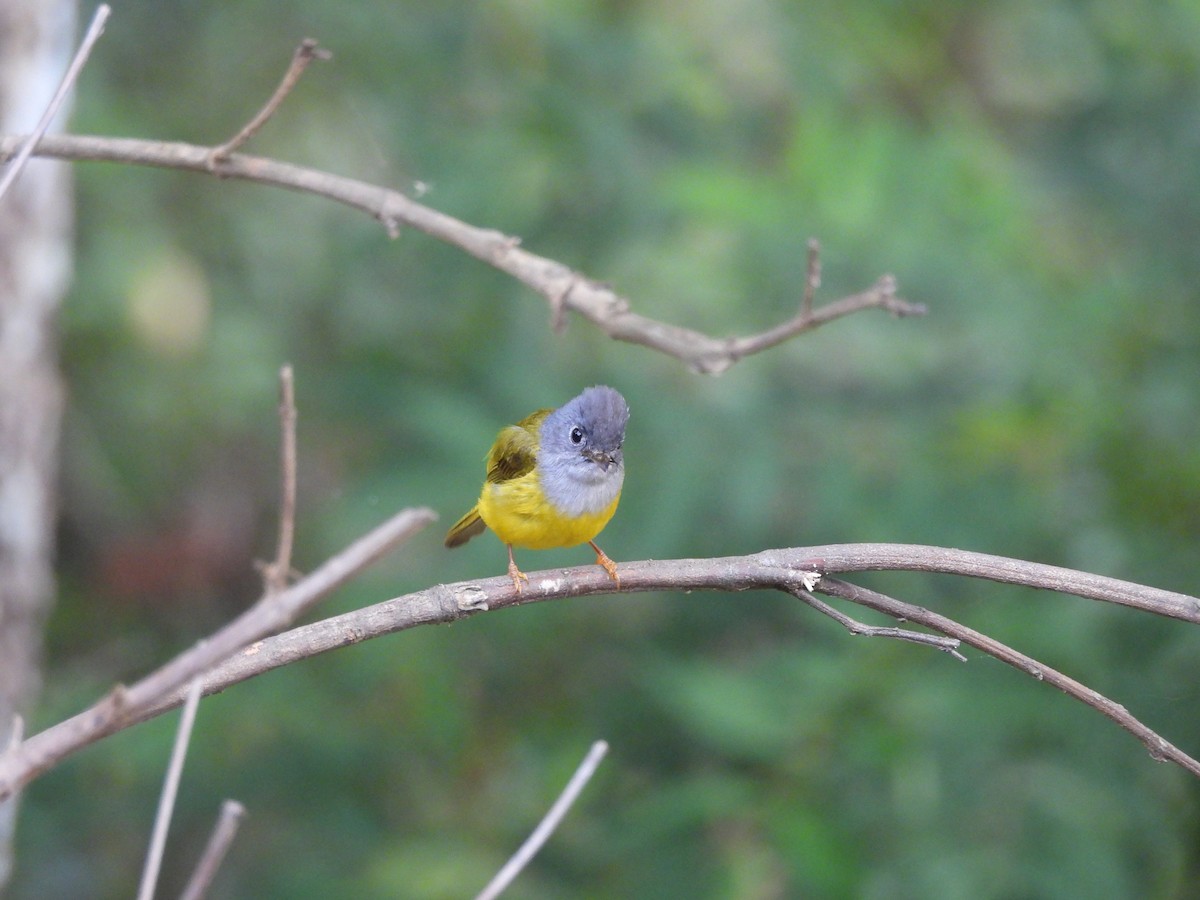 Gray-headed Canary-Flycatcher - ML620818262