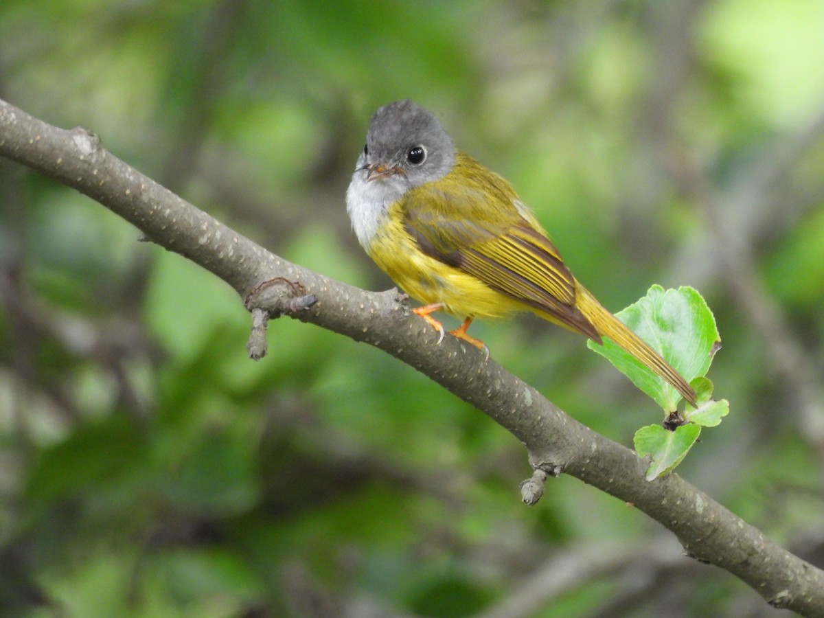 Gray-headed Canary-Flycatcher - ML620818263