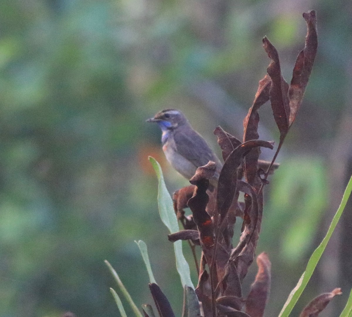 Bluethroat - ML620818264