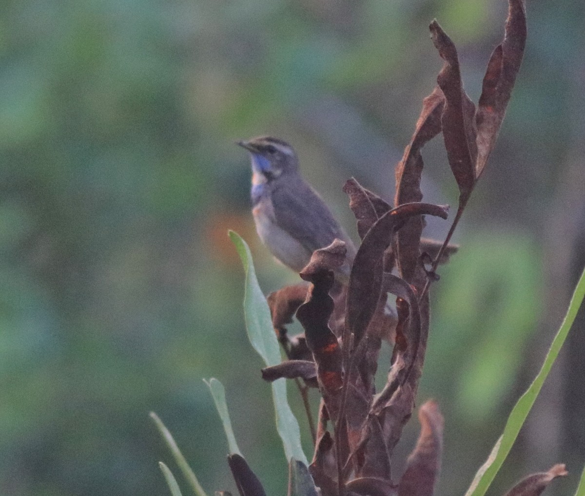 Bluethroat - ML620818265