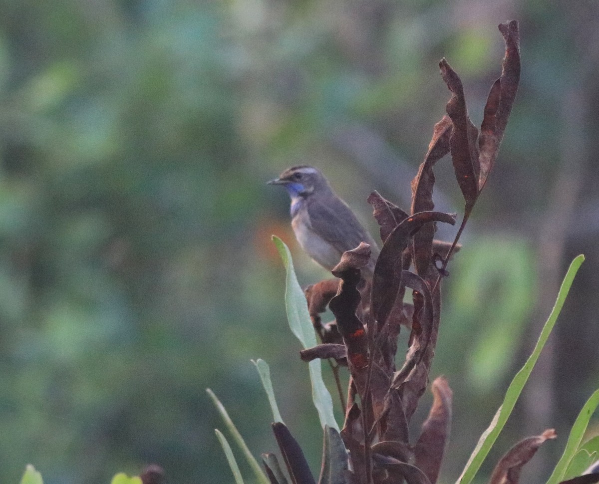 Bluethroat - ML620818266