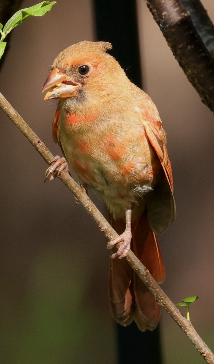 Cardinal rouge - ML620818267