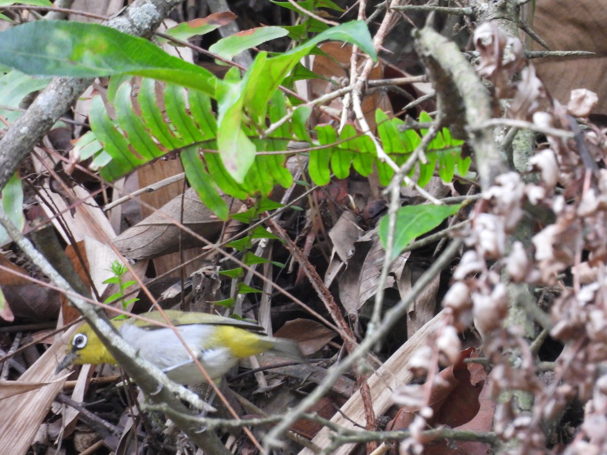 Indian White-eye - ML620818268