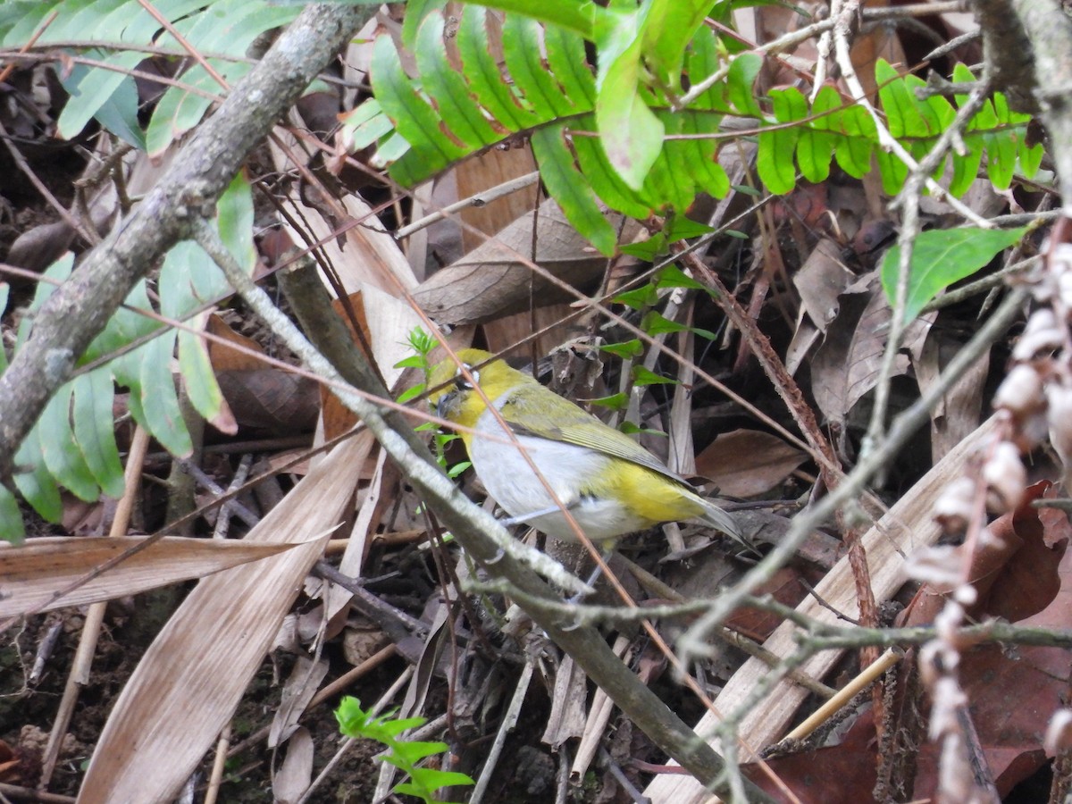 Indian White-eye - Amsis Panta