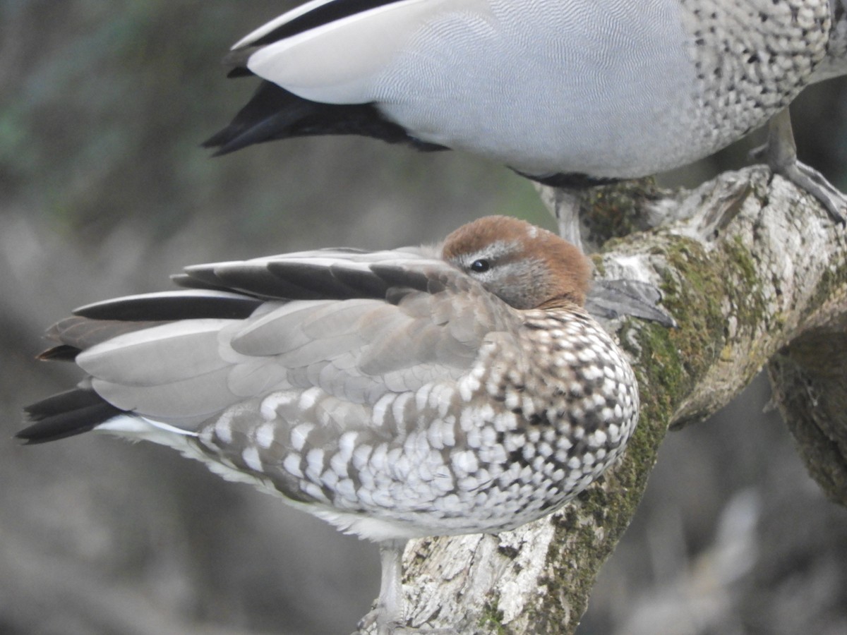 Canard à crinière - ML620818271