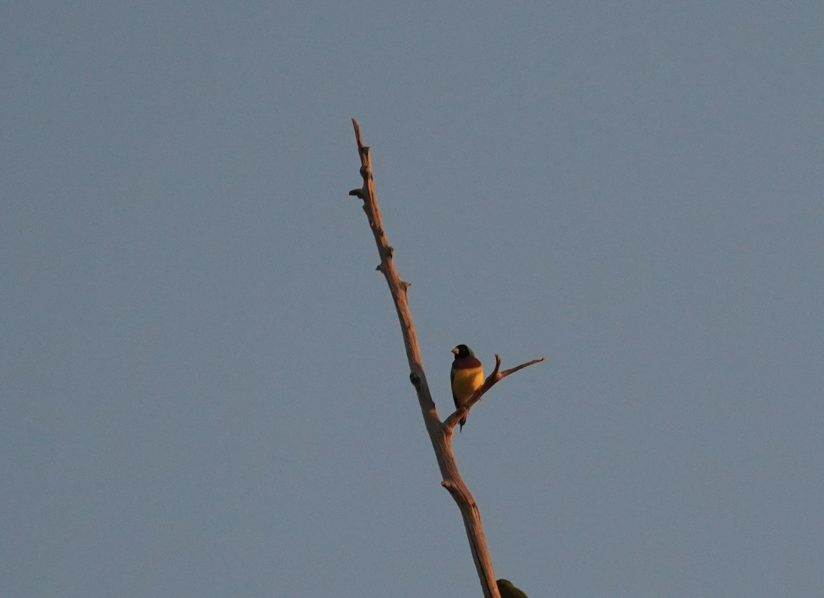 Gouldian Finch - Ma La