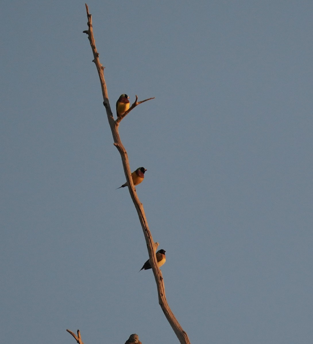 Gouldian Finch - ML620818273