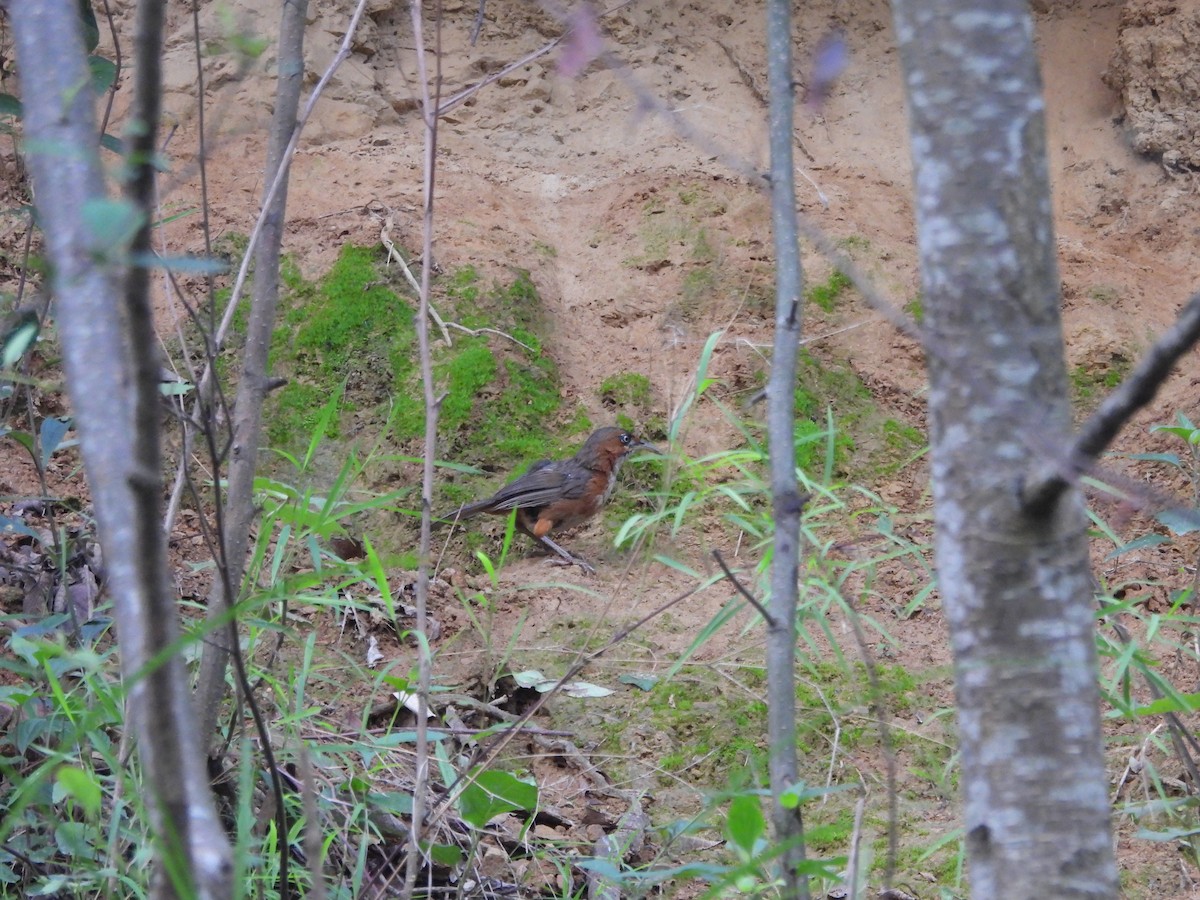 Rusty-cheeked Scimitar-Babbler - ML620818276