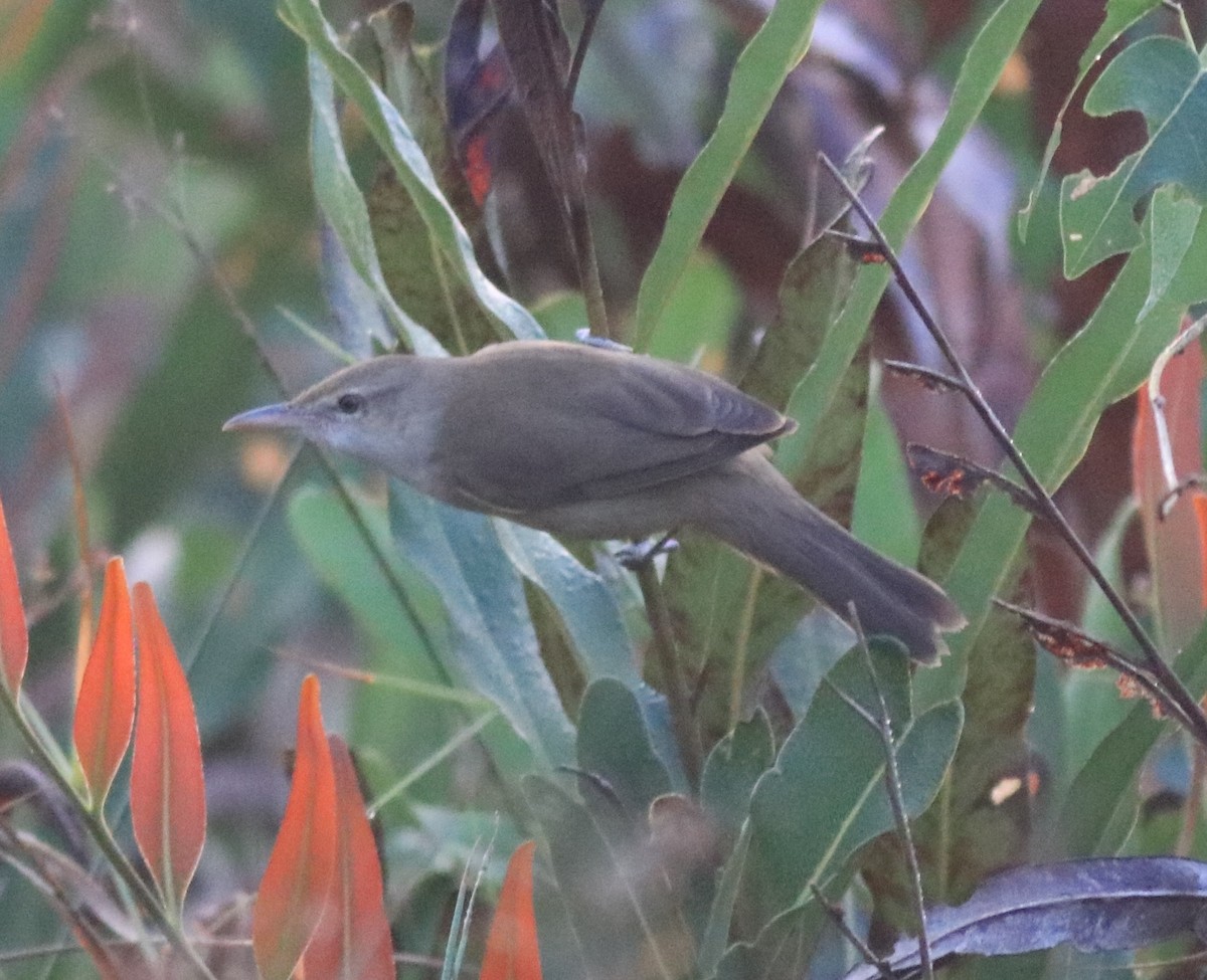 Clamorous Reed Warbler - ML620818279