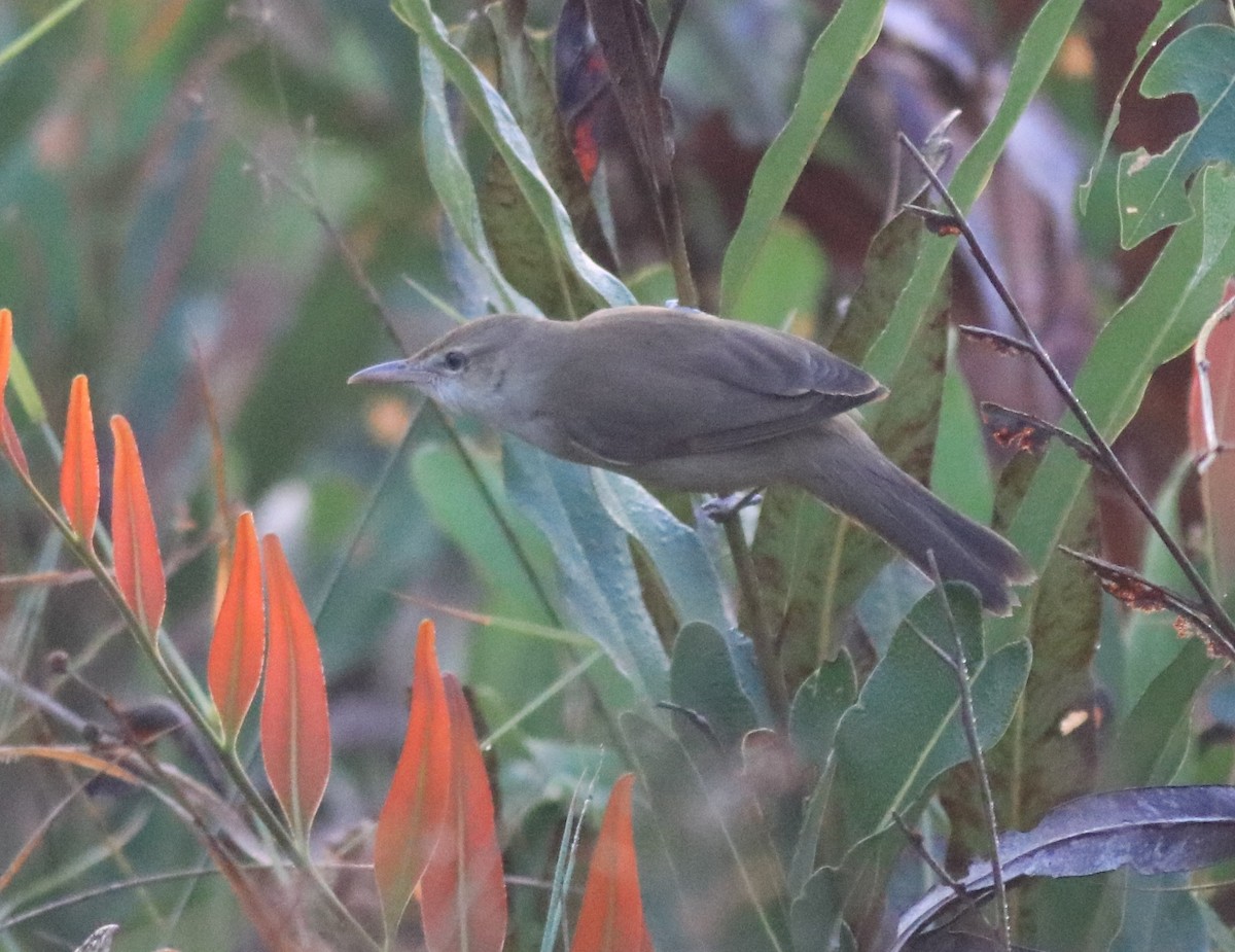 Clamorous Reed Warbler - ML620818280